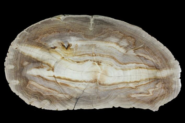Polished Petrified Wood (Dicot) Slab - Texas #98601